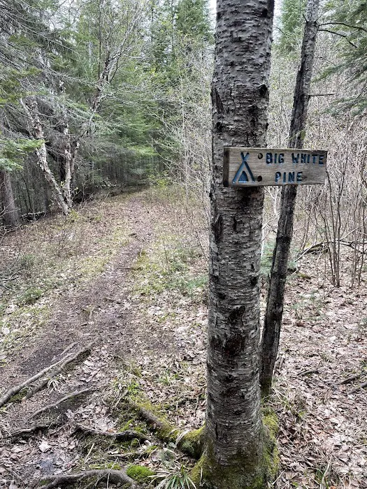 Big White Pine Camp Picture 8