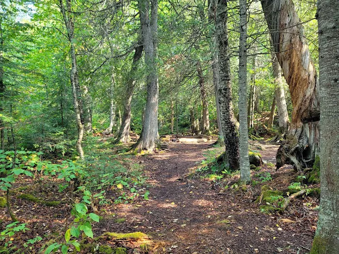 Trout Creek Campsite Picture 5