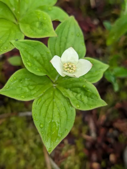 BWCA Campsite #912 Picture 7