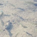 Superior National Forest Campsite #2170