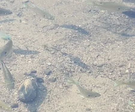 Superior National Forest Campsite #2170