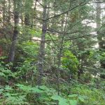 Tulsa NE / Will Rogers Downs KOA Journey