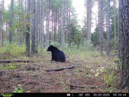 Bigfoot Bluff Picture 9
