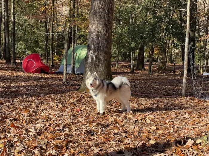Grapevine Campground Picture 2