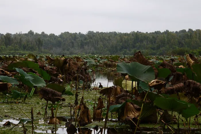 Red River Bay Campground Picture 4