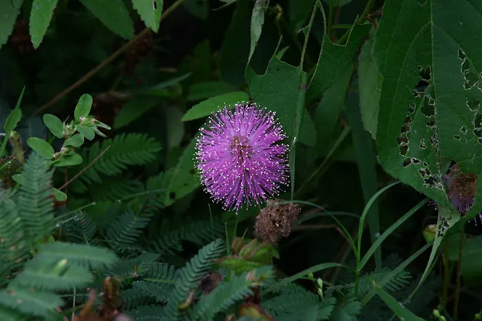 Red River Bay Campground Picture 2