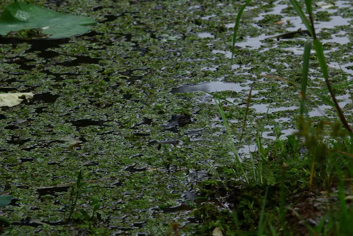 Red River Bay Campground Picture 1