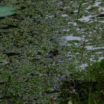 Red River Bay Campground