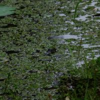 Red River Bay Campground ico