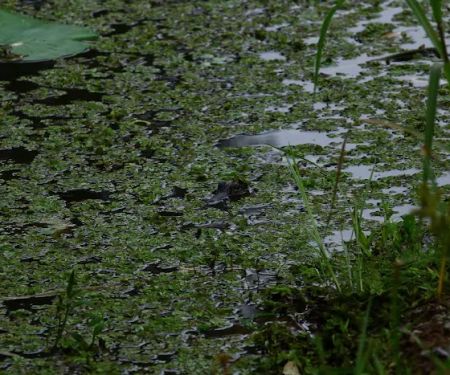 Red River Bay Campground