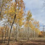 Maple Ridge RV Campground