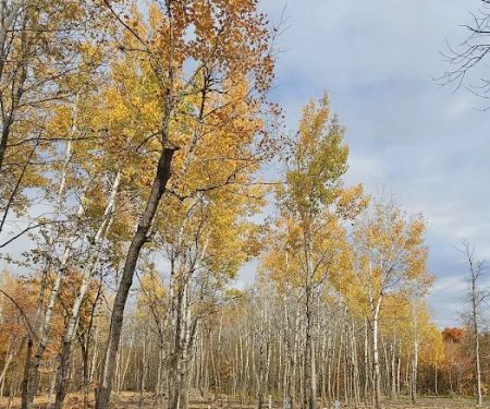 Maple Ridge RV Campground