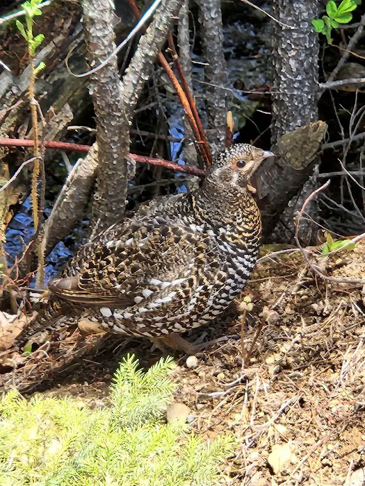 BWCA Campsite #876 Picture 5