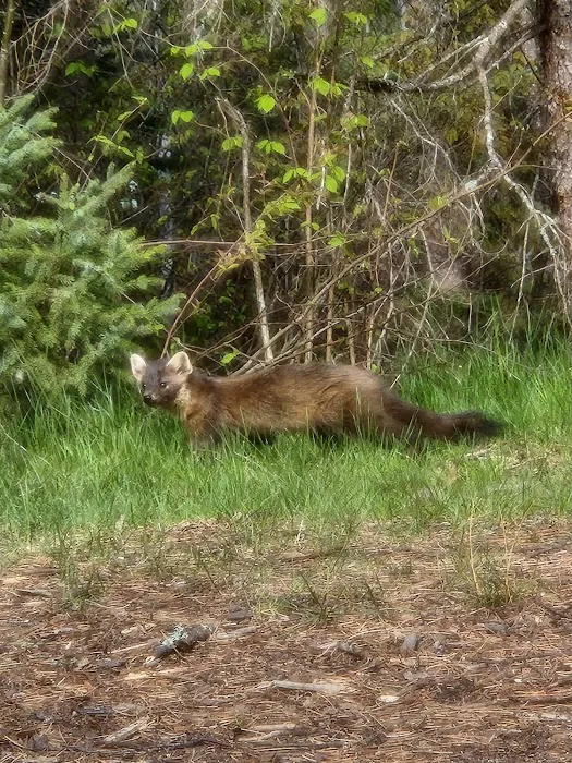 BWCA Campsite #876 Picture 6