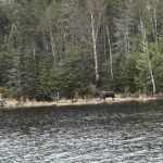 Superior National Forest Campsite #2150