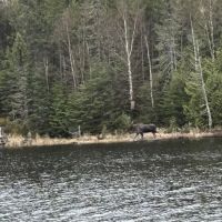 Superior National Forest Campsite #2150 ico