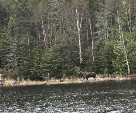 Superior National Forest Campsite #2150