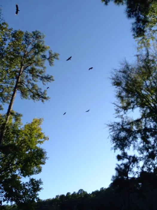BlueJay Picture 5