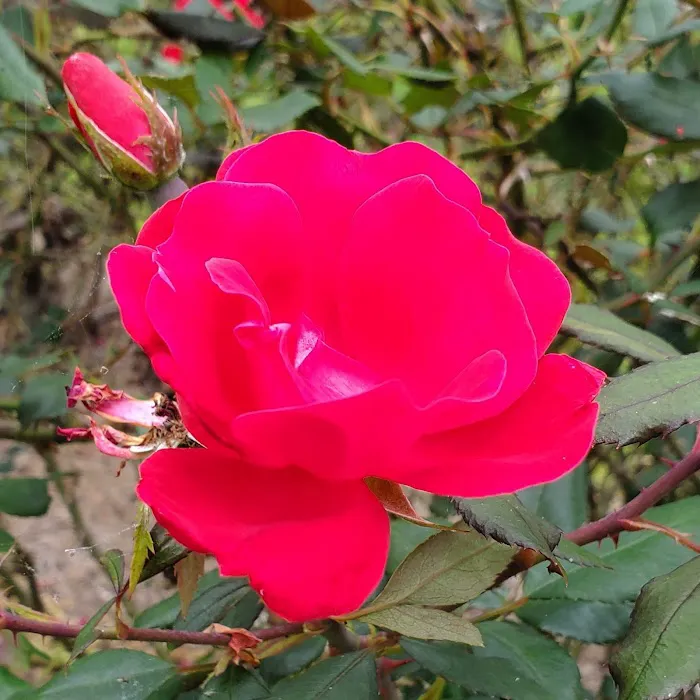 Davis Roadside Park Picture 8