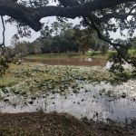 Camping on the Bayou