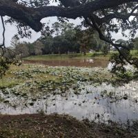 Camping on the Bayou ico