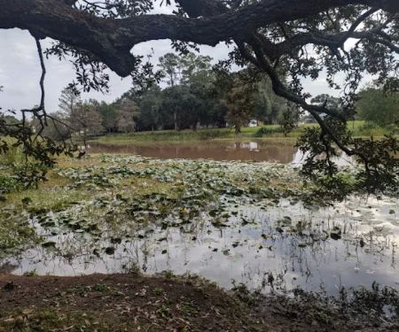 Camping on the Bayou