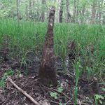 Sutton Lake Campground