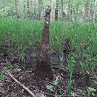 Sutton Lake Campground ico