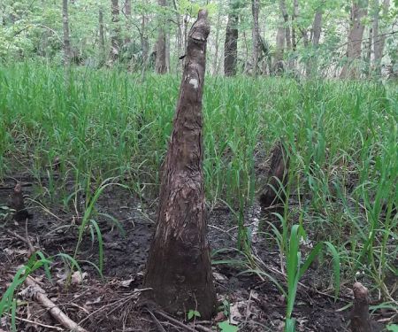 Sutton Lake Campground
