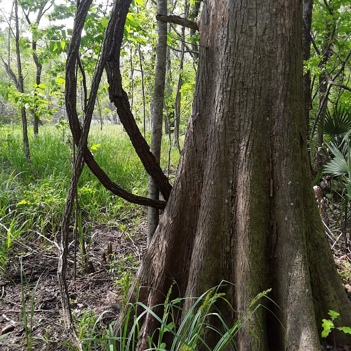 Sutton Lake Campground Picture 2