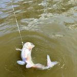 Larto Lake Campground