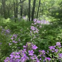 George H Clayton Campground ico