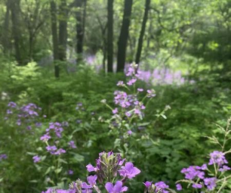 George H Clayton Campground