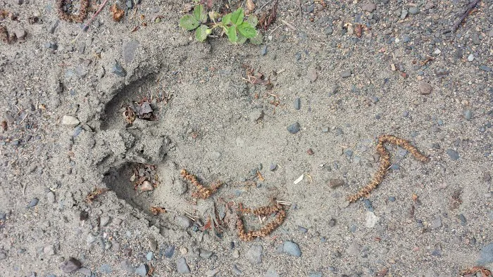 124 E Bearskin Rd Picture 9