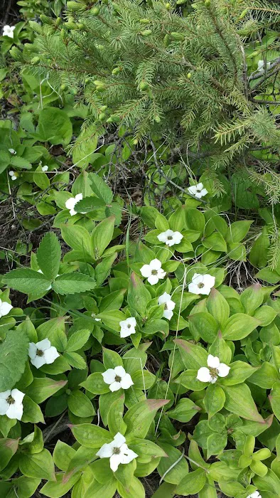 124 E Bearskin Rd Picture 7