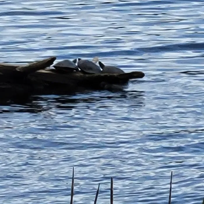 Ash River Campground Picture 9