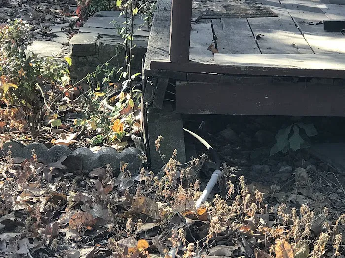 Squirrels Refuge Picture 2