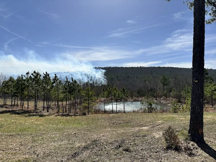 Buffalo Tree Ranch Picture 7