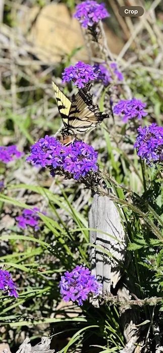 Buffalo Tree Ranch Picture 10