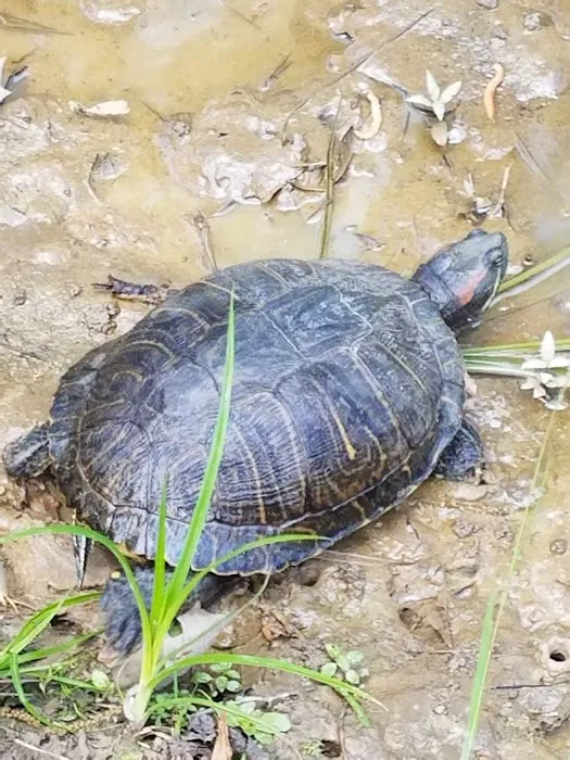 Cajun Campground Picture 1