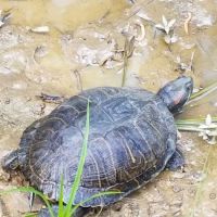 Cajun Campground ico