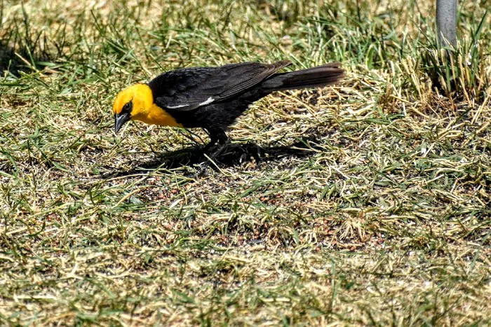 Lions Campground Picture 1