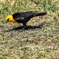 Lions Campground ico