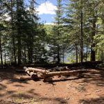 BWCA Campsite #698