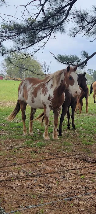 Cabañas Oklahoma Picture 3
