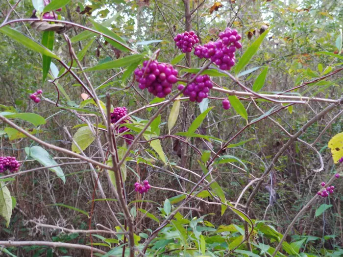 Stuart Lake Campground Picture 2