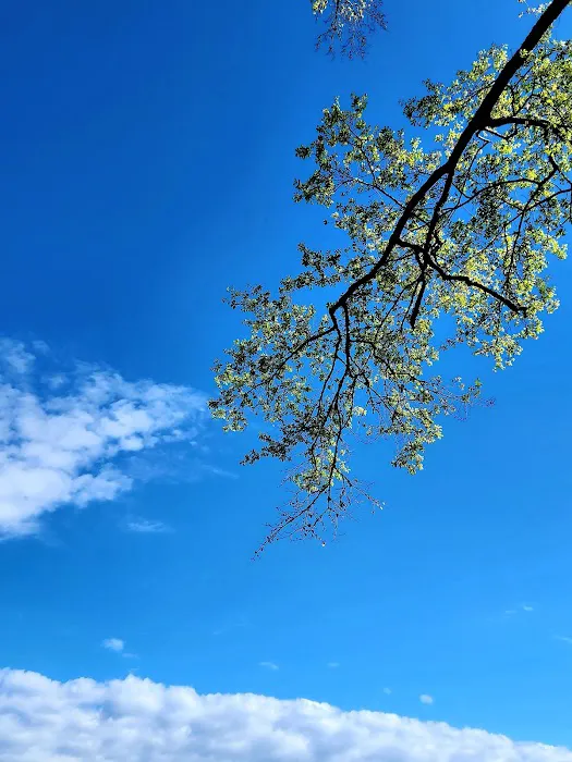 Brad's Old Ferry Landing Campground & RV Park Picture 1