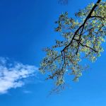 Brad's Old Ferry Landing Campground & RV Park