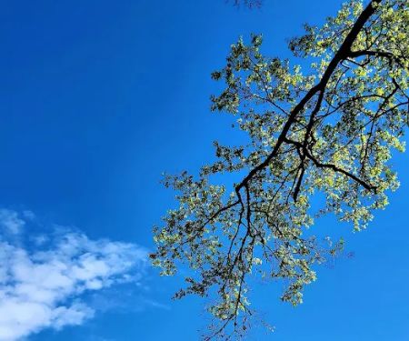 Brad's Old Ferry Landing Campground & RV Park