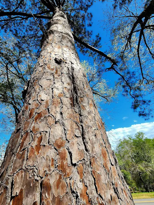 Brad's Old Ferry Landing Campground & RV Park Picture 8